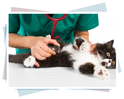 蚌埠元亨动物医院，蚌埠宠物医院，蚌埠动物医院